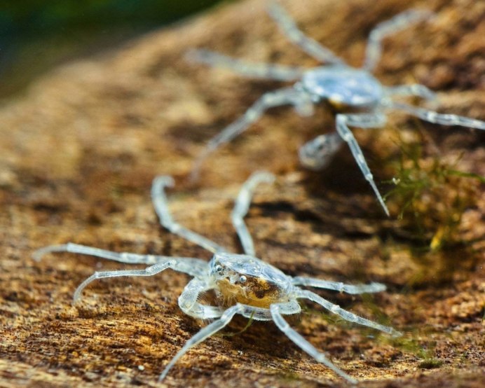 Limnopilos naiyanetri Micro Spider Crab