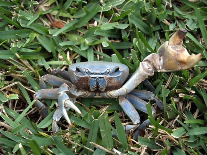 Обыкновенный Прибрежный краб