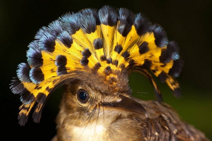 Cyanerpes caeruleus