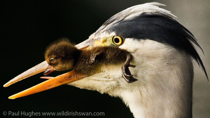 Brown Pelican