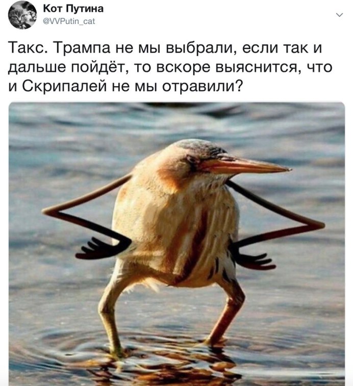Китоглав питается
