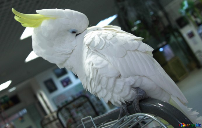 Птенец Какаду Гоффина