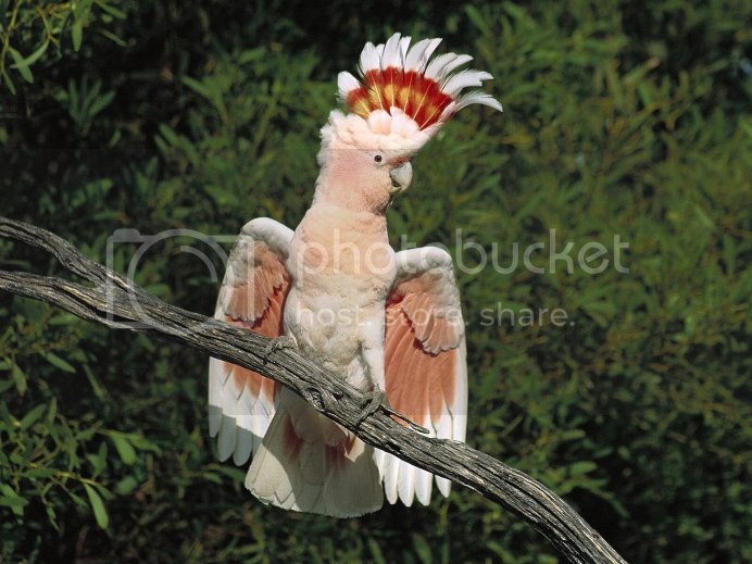 Какаду расправил Крылья