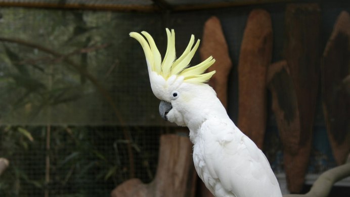 Попугай Какаду лысый