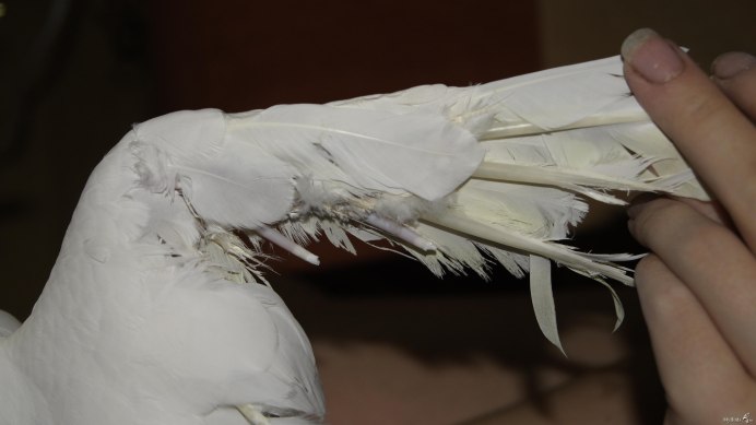 Какаду в зоопарке