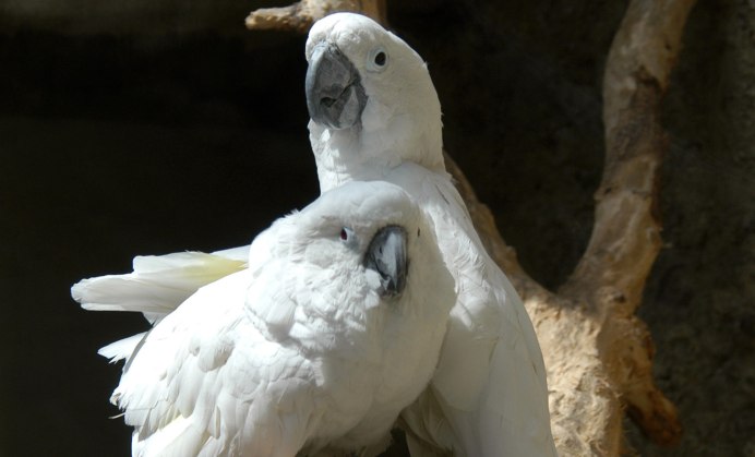 Попугай Какаду домашний