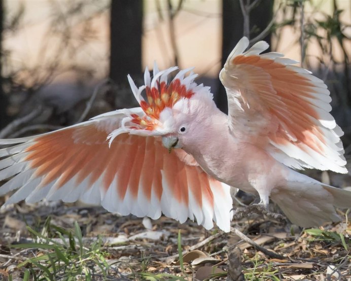 Парк Какаду в Австралии животные