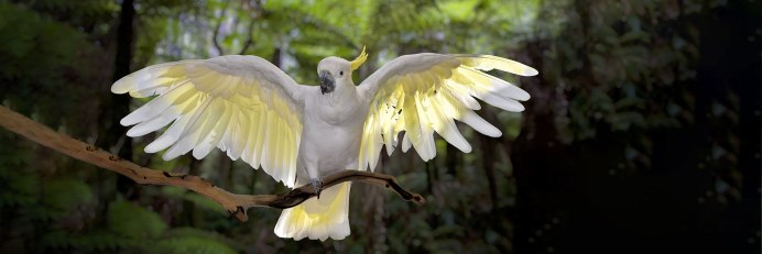 Клюв Какаду