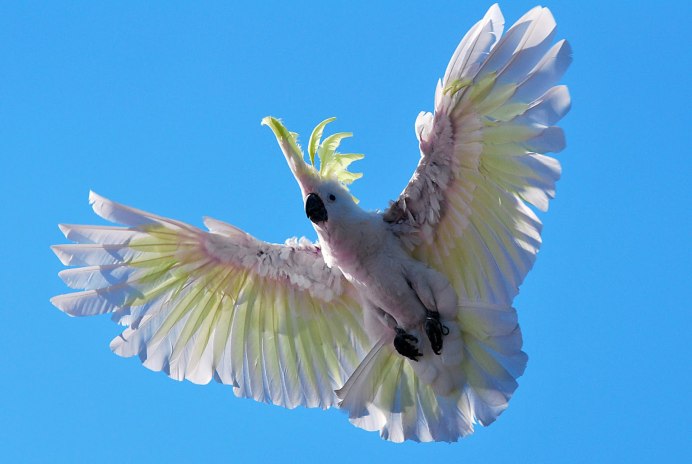 Попугай Какаду