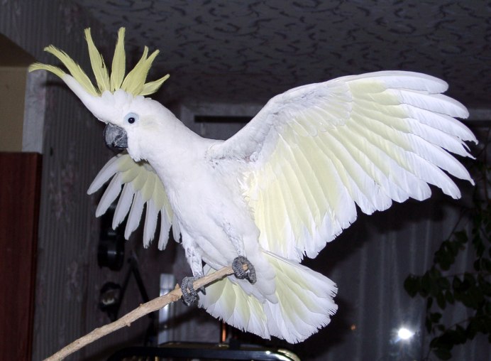 Какаду Альба