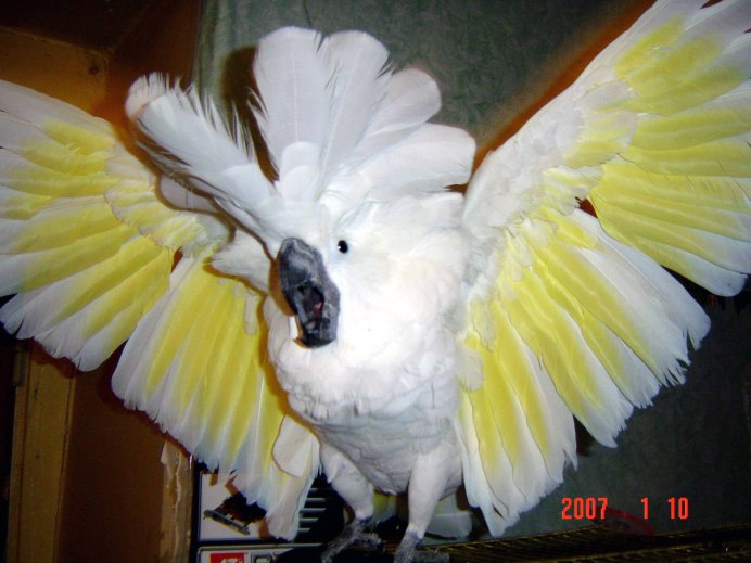 Сент-Митчелл Какаду