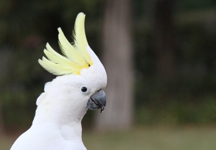Большой желтохохлый Какаду птенец