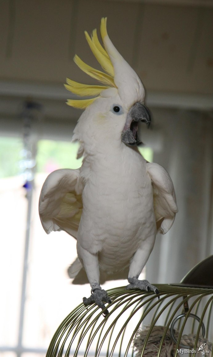 Молуккский Какаду розовый