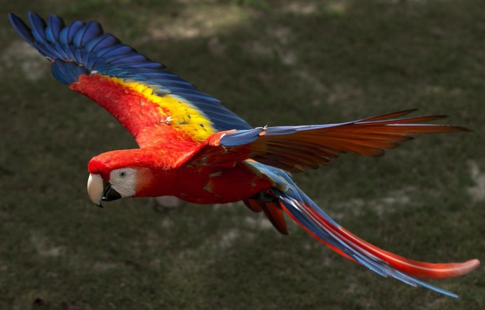 Птицы Австралии Какаду