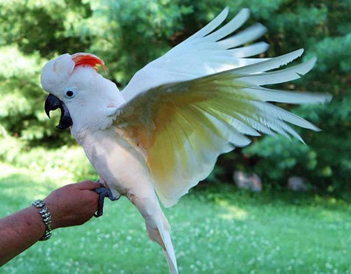 Белый Какаду