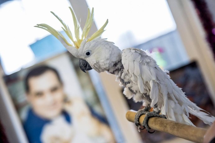 Красный Какаду