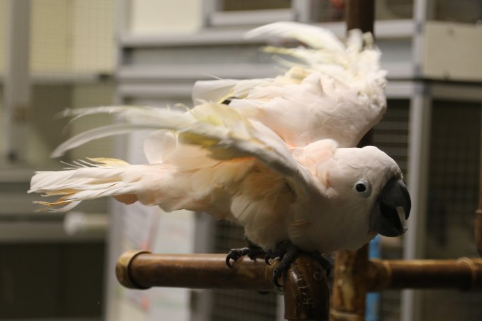 Попугай Какаду белохохлый