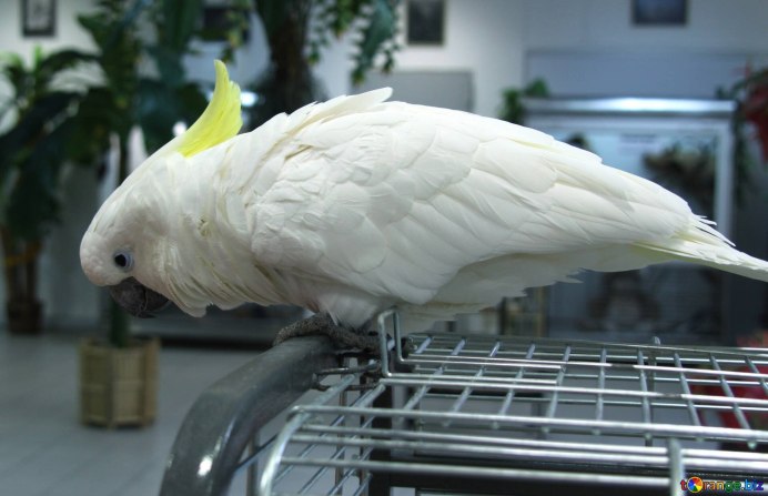 Ареал обитания попугая Какаду