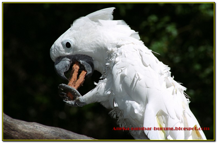 Малый желтохохлый Какаду – Cacatua sulphurea