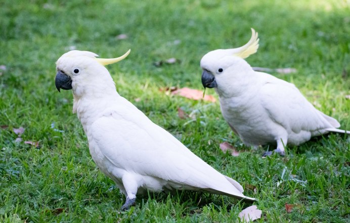 Какаду Инка факты