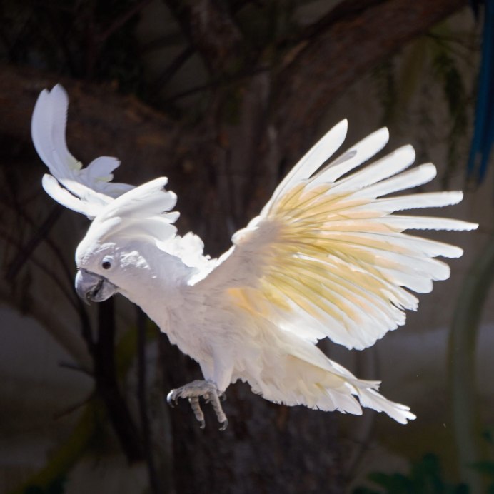 Попугай расправил Крылья