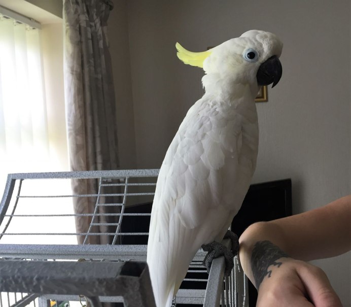 Попугай Какаду