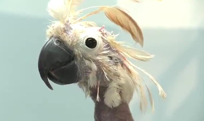 Какаду Крылья