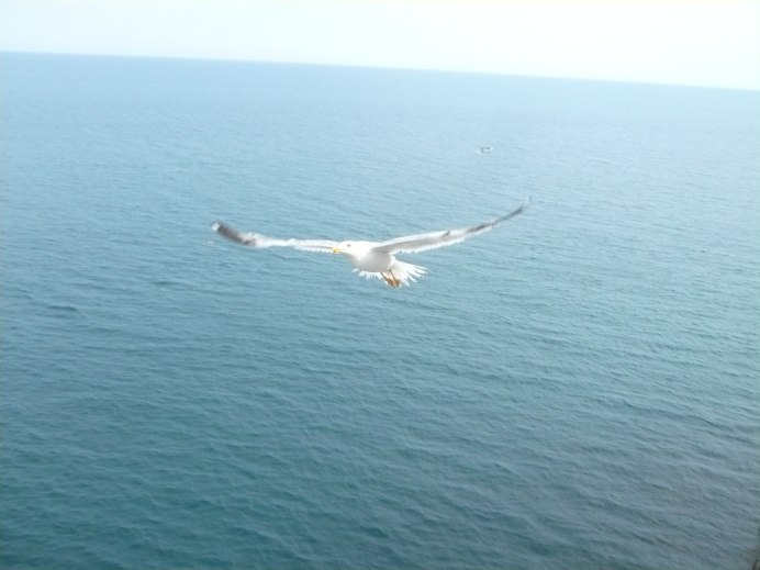 Чайки Балтийского моря