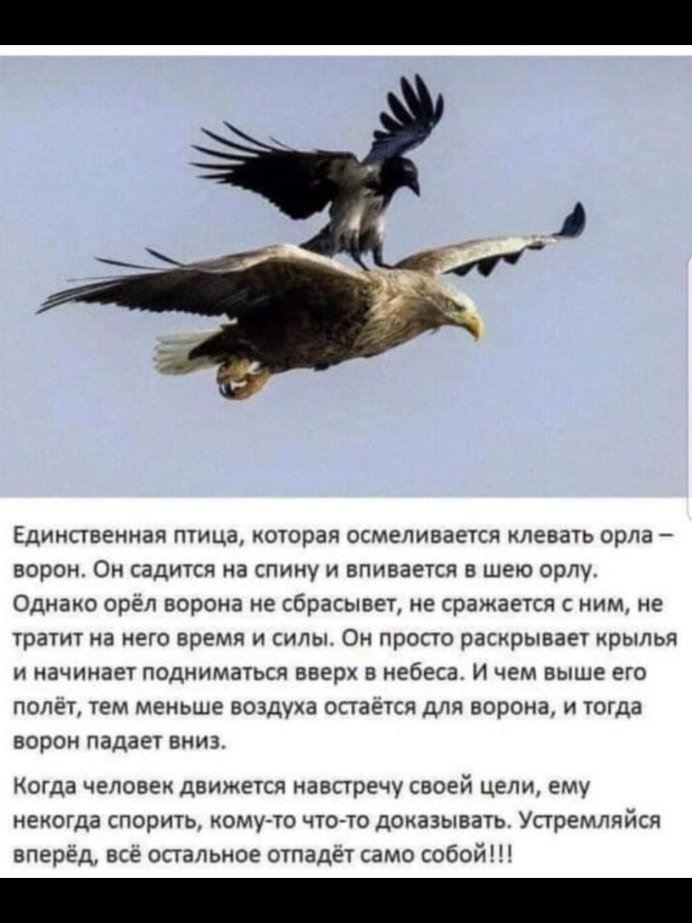 Единственная птица которая осмеливается клевать орла ворон