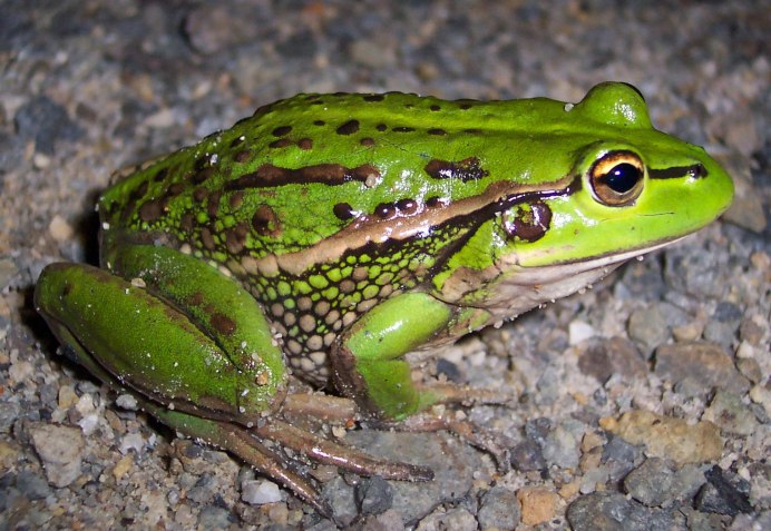 Pelophylax esculentus