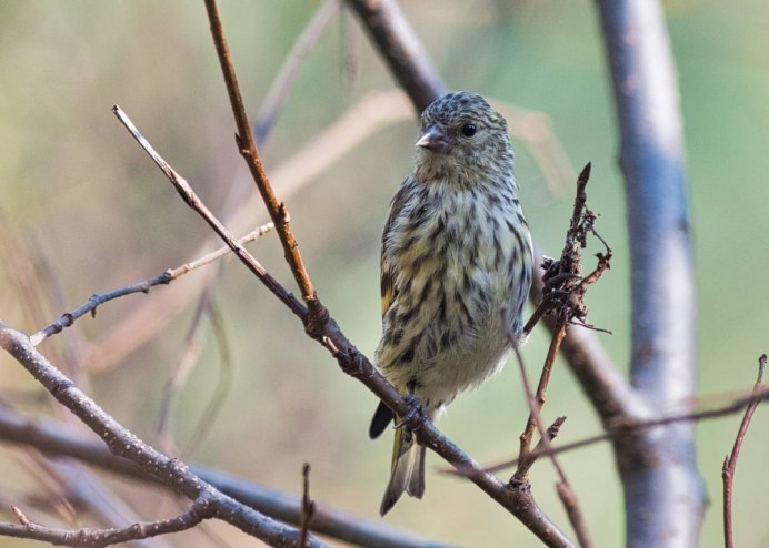 Чиж (Spinus Spinus l.)