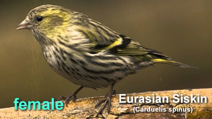 Чиж (Carduelis Spinus)