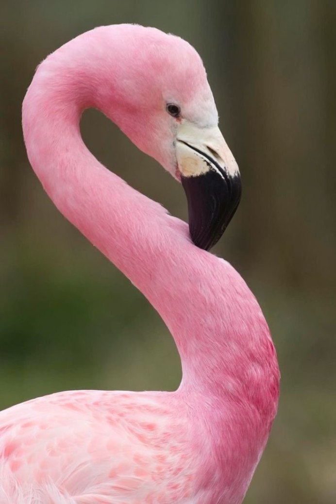 Розовое фламинго