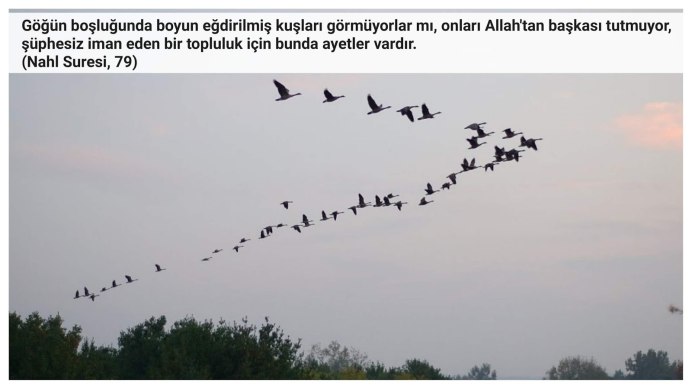 Стая перелетных птиц