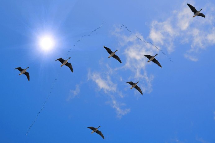 Гусей крикливых Караван