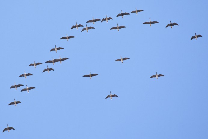 Гуси перелетные птицы Клин