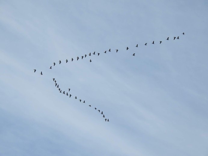 Дикие гуси перелетные птицы России