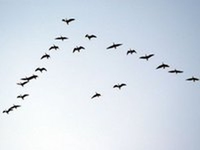 Нюра Дикие гуси