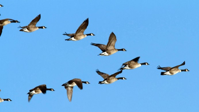 Птицы улетающие вдаль