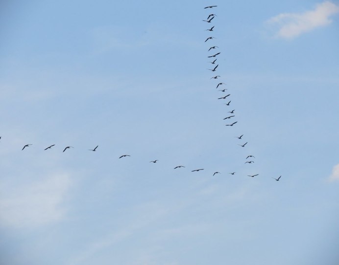 Клин птиц в небе