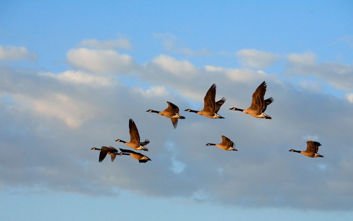 Пеллетные птицы улетают на Юг