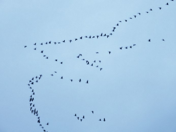 Птицы улетают на Юг