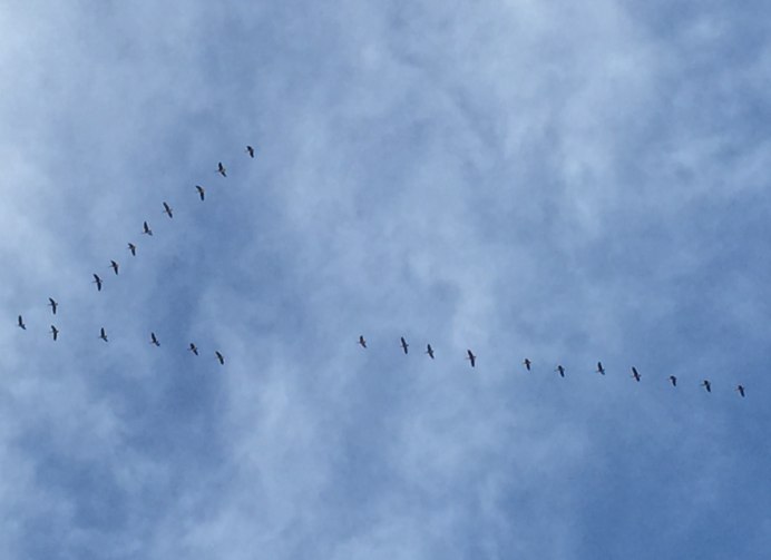 Стая перелетных птиц