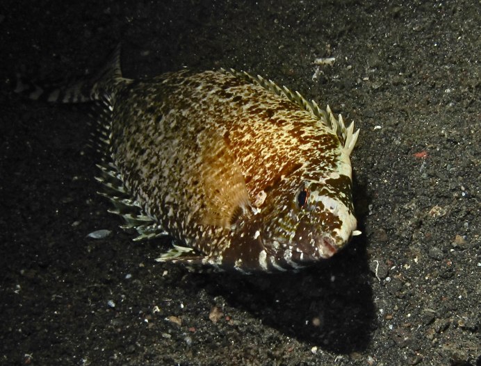 Сиган-орамин, м /Siganus canaliculatus