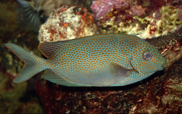 Сиган коралловый индонезийский, s /Siganus tetrazonus