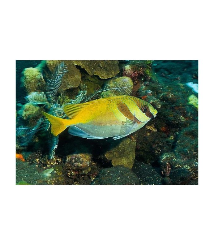 Siganus virgatus