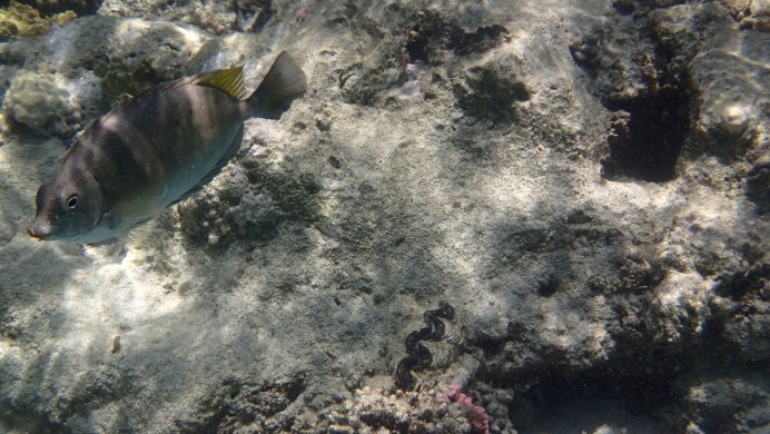 Siganus fuscescens