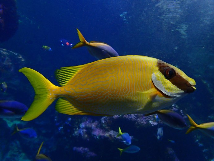 Rabbitfish photos