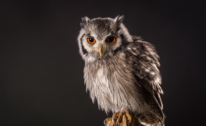 Филины Костромская область