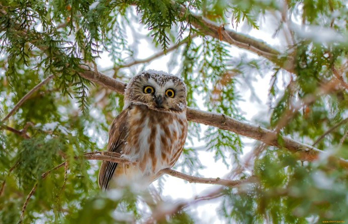 Филин на траве